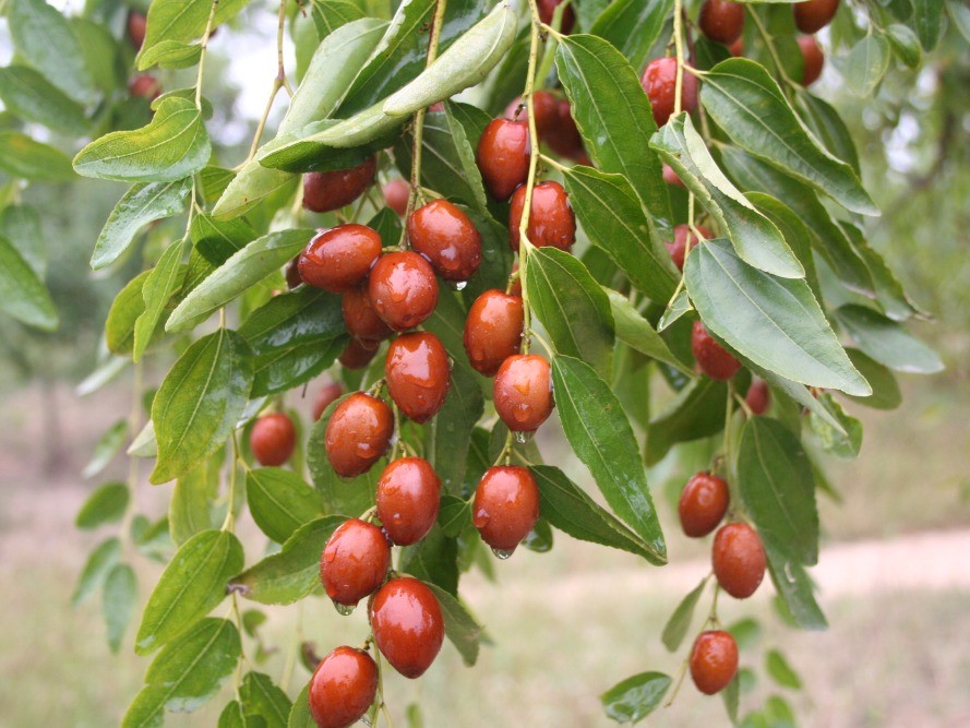 Зизифус Я-Цзао (Ранние сорт)