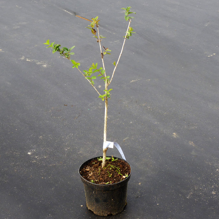 Жимолость Альтаир